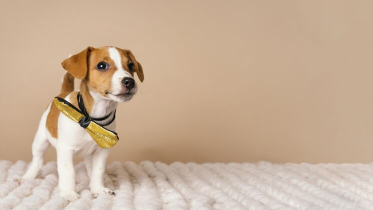 狗可爱的小猎犬戴着黄色的蝴蝶结水平复制空间小狗