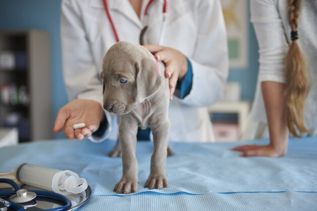 保健医学生病的小狗在吃药动物医院护理小狗