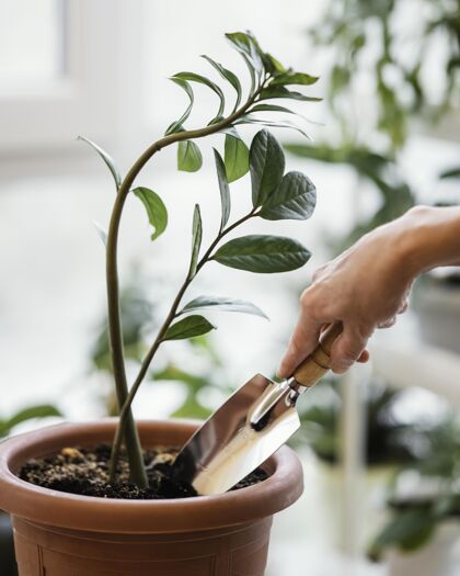 垂直妇女在室内植物上使用泥刀的侧视图室内家庭种植