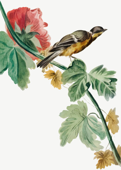 经典花枝上的古董鸟插画植物开花花