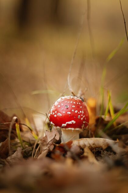 帽子一个红色蘑菇生长的特写镜头香槟食物野生