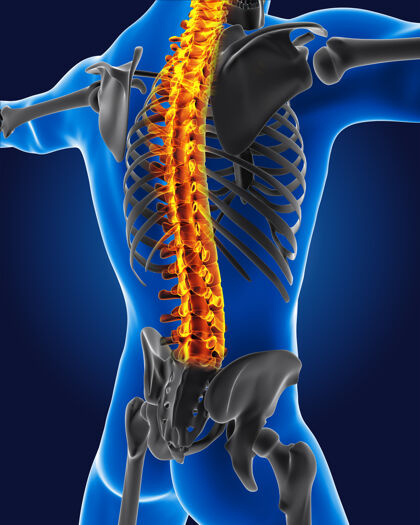 肩膀骨骼脊椎突出显示的3d医生脊柱骨骼医学