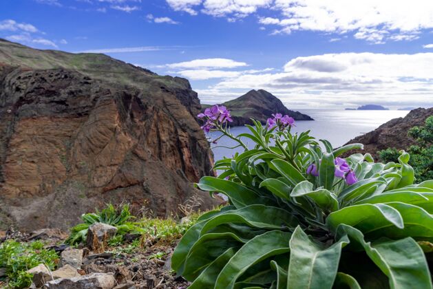 葡萄牙紫色的花朵与葡萄牙马德拉岛的美丽景色水海天空