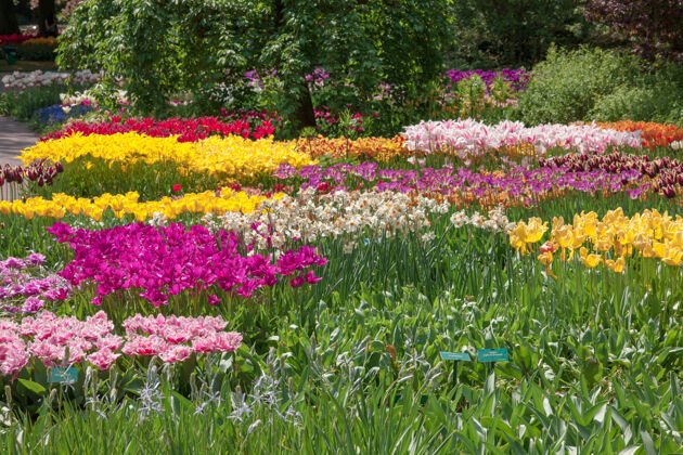 植物荷兰或荷兰的郁金香园郁金香色彩花园