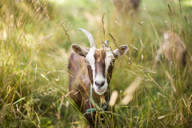 农村白天在草地上的棕色野山羊山羊羽绒米色