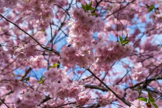 春天白天树上美丽樱花的特写镜头白天花卉樱花
