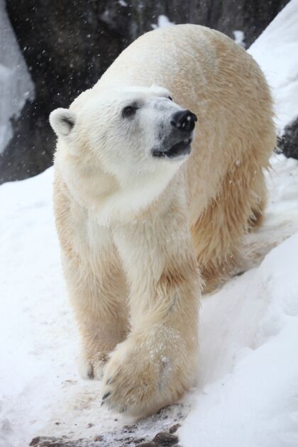 北方垂直特写一只北极熊在阳光下降雪危险冬天野生