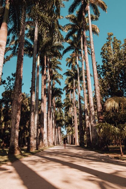 户外在里约热内卢的植物园里 一只雌性在棕榈树覆盖的道路上行走的垂直镜头女士树绿色