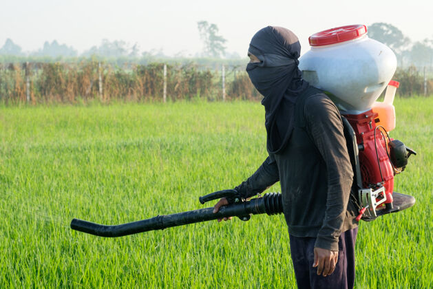 人泰国农民用除草剂或化肥设备种植绿色稻田大米有毒自然