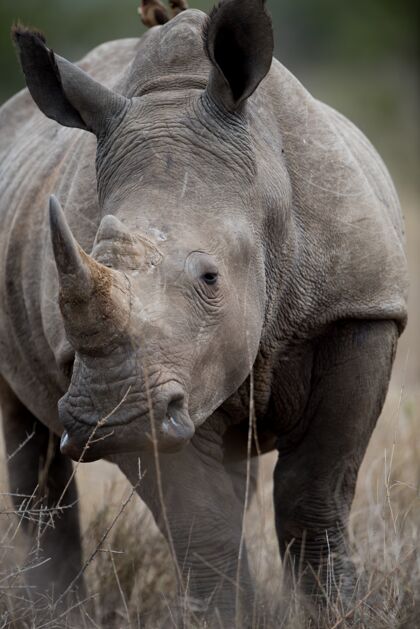 犀牛非洲犀牛特写镜头动物户外保护区