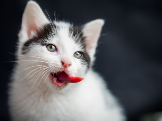 小一只小猫的特写镜头显示它的舌头被隔离在黑色上单身照片年轻
