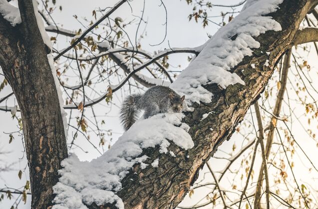 松鼠冬天雪树上松鼠的美丽特写毛皮野生动物树