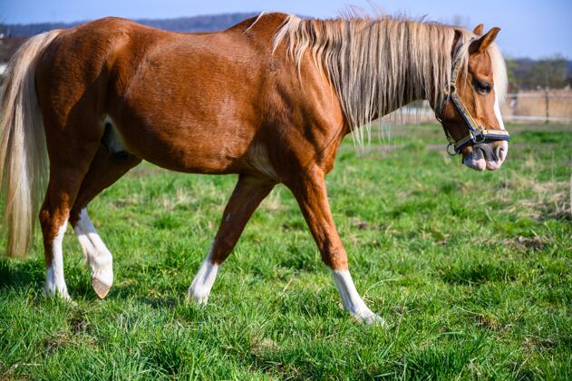 平静一匹漂亮的棕色马在草地上行走的壮观景色农业马地区