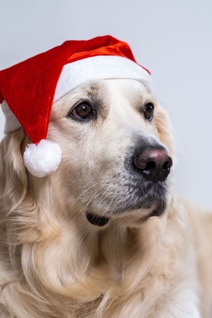 野生动物可爱的猎犬戴着圣诞帽脸可爱毛皮