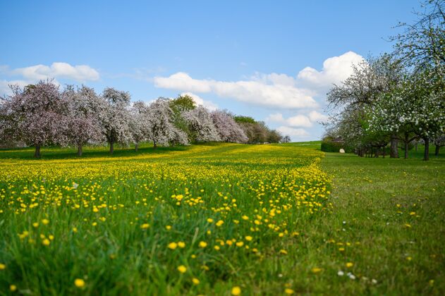 天空樱花树旁一片开满黄花的绿地的美丽照片云蓝色森林