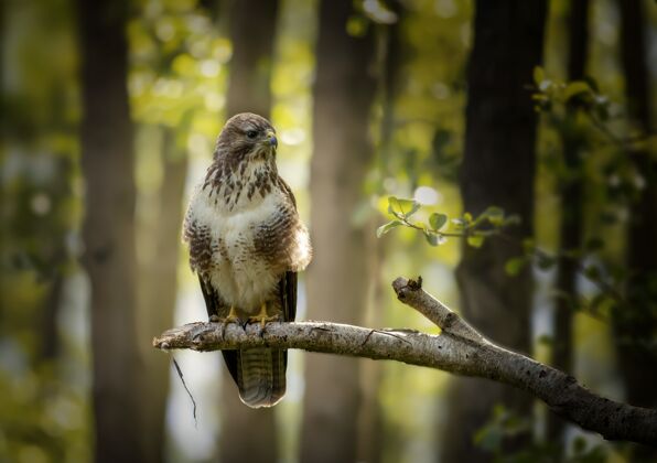 动物森林里一只愤怒的鹰站在树枝上的特写镜头猎人避难所迁徙