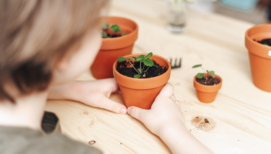 手儿童园丁盆栽植物栽培室内植物植物