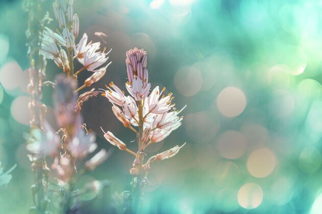 波基美丽花朵的特写镜头明亮散焦五颜六色