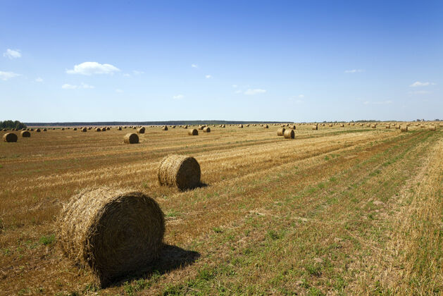 农村收获后 稻草堆躺在农田里阳光收集干草
