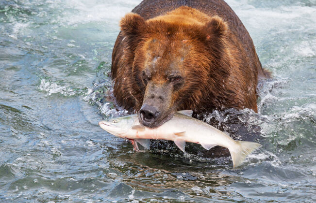 潮湿一只灰熊在布鲁克斯瀑布捕食鲑鱼海岸棕色灰熊在阿拉斯加卡迈国家公园捕鱼夏季自然野生动物主题动物鱼棕色