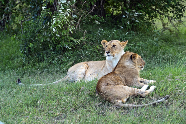 年轻动物非洲大草原上的狮子马赛马拉动物主题野生非洲非洲动物