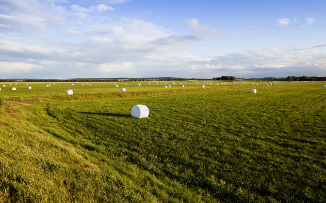 景观在冬天收割草的农田一捆捆的草在玻璃纸里捆农村束