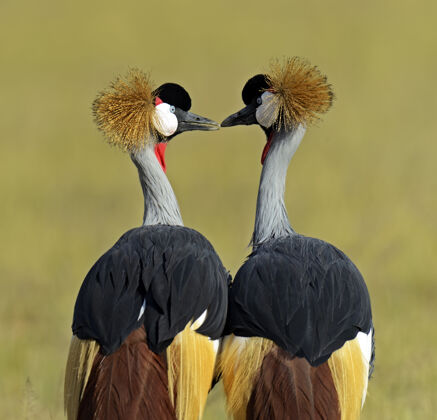 鸟自然栖息地中的冠鹤肯尼亚奈瓦沙湖鹤动物野生非洲