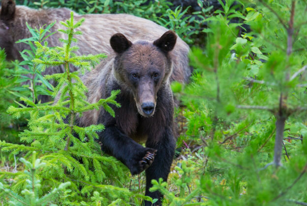 野生动物夏天的灰熊黑色棕色毛皮