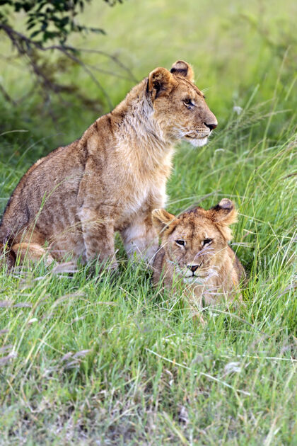 非洲动物非洲大草原上的狮子马赛马拉自然狮子非洲大草原