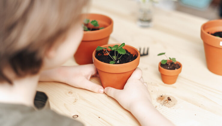 手儿童园丁盆栽植物栽培室内植物植物