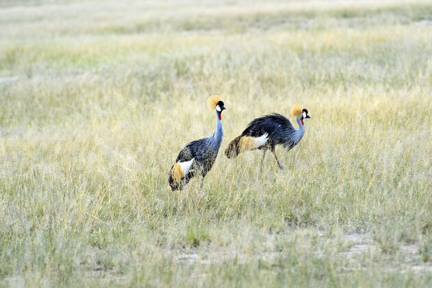动物群非洲大草原上的两只冠鹤自然野生非洲非洲自然