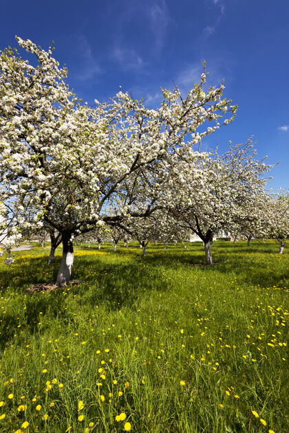 春天拍到的花是白色的樱花园艺阳光树枝