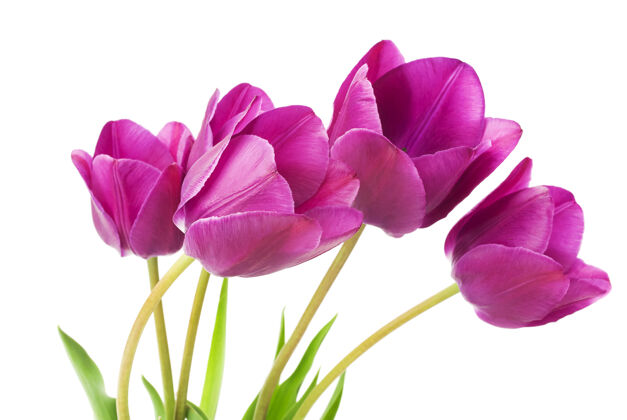 三月紫色郁金香特写五颜六色花自然