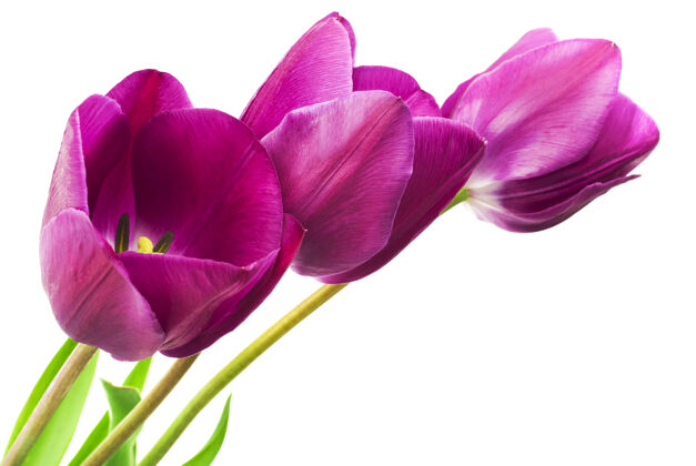 新鲜紫色郁金香孤立的背景五颜六色妈妈花