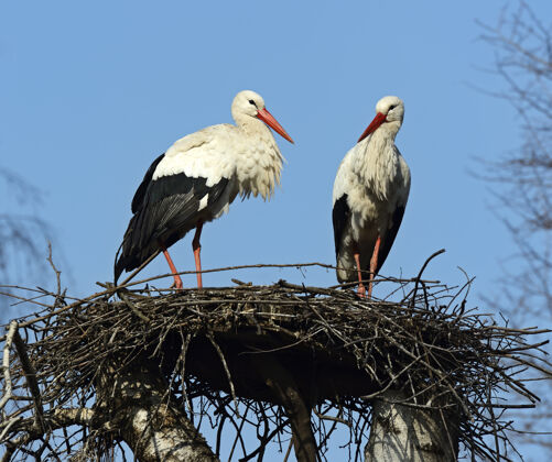 美丽的鸟白鹳就在春天的鸟巢里自然栖息鸟巢野生动物鸟