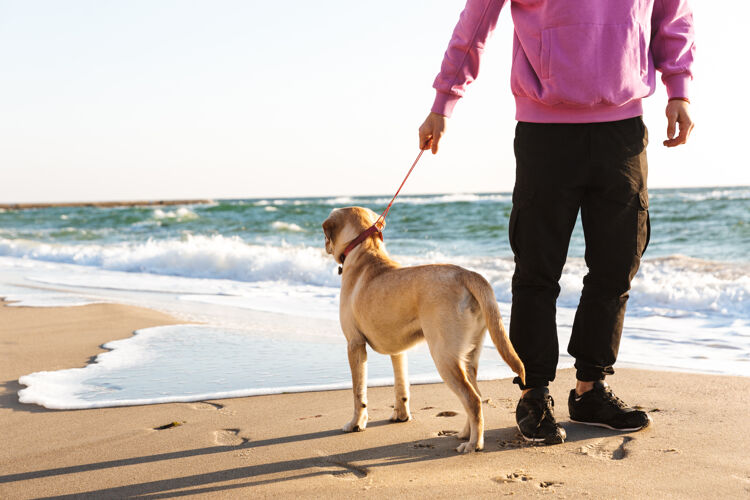 友谊一个男人和他的狗在海滩上散步的剪影年轻狗白种人