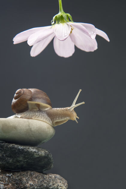 味道波马蒂亚螺旋石头金字塔上的蜗牛伸向一朵白花软体动物和无脊椎动物美味的肉和美食幻灯片粘液螺旋