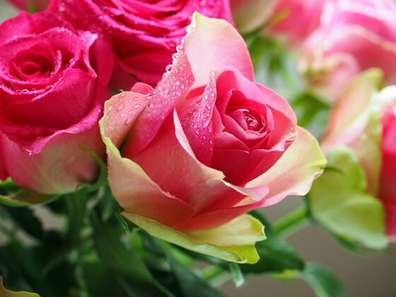 湿美丽的粉红玫瑰上的水滴花瓣雨后花