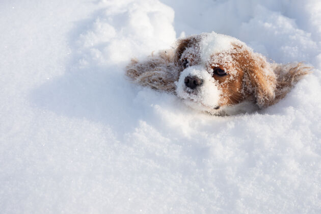 没有人狗骑士国王查尔斯猎犬覆盖着雪在冬天的雪地上移动户外鼻子雪