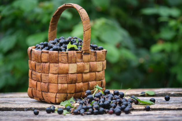 汽车新鲜采摘的黑醋栗浆果放在老式柳条篮子里 放在旧木板上雨村庄食物