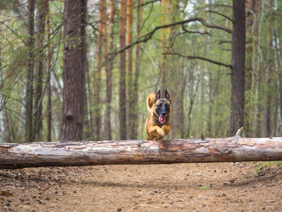 跳跃马利诺犬在森林里跳过一棵倒下的树宠物闪亮家养