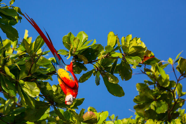 中央野生绿翅金刚鹦鹉 哥斯达黎加 中美洲海湾景观半岛