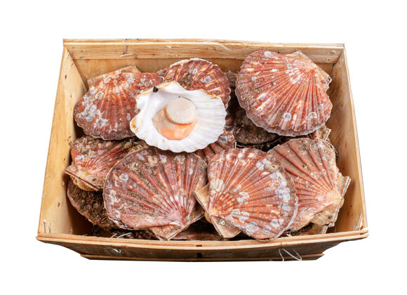 食品一个装满新鲜扇贝壳的白色箱子贝类可食用木材