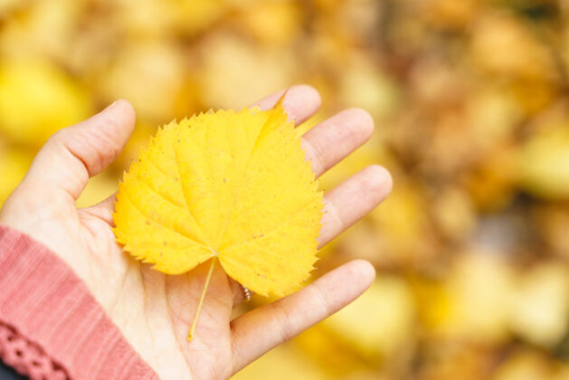 枫树一幅无法辨认的女人手持一片黄色秋叶的横景园艺花园颜色
