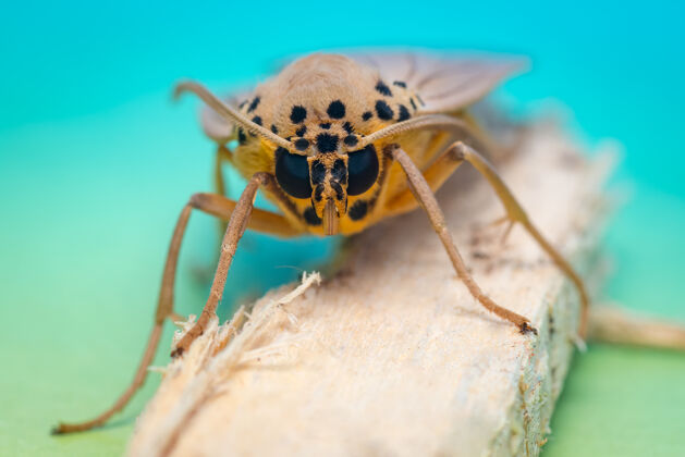 森林青色干棒上的小蛾子昆虫动物眼睛