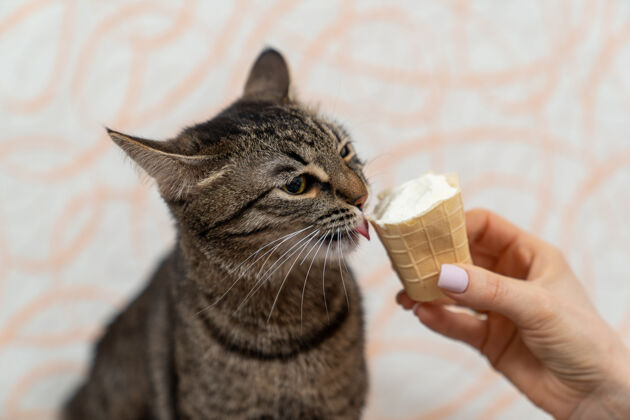 甜点小猫在女主人手里的华夫饼杯中舔冰淇淋冰淇淋甜点猫
