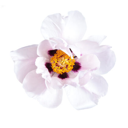 浪漫白色背景上的粉红色牡丹花花束花瓣花