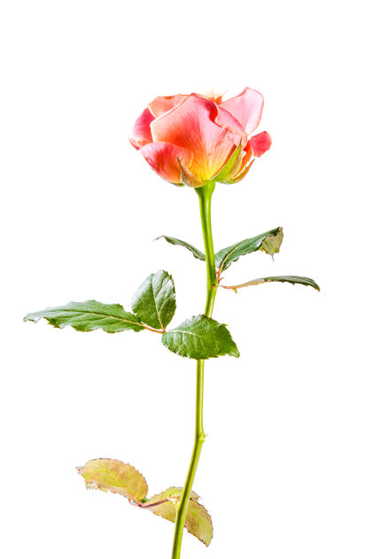 春天美丽的粉红色玫瑰花隔离在白色背景上叶玫瑰花