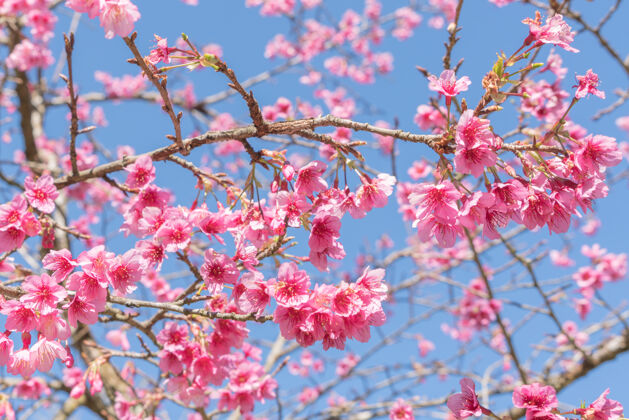 日本樱花盛开的树美丽四月樱花