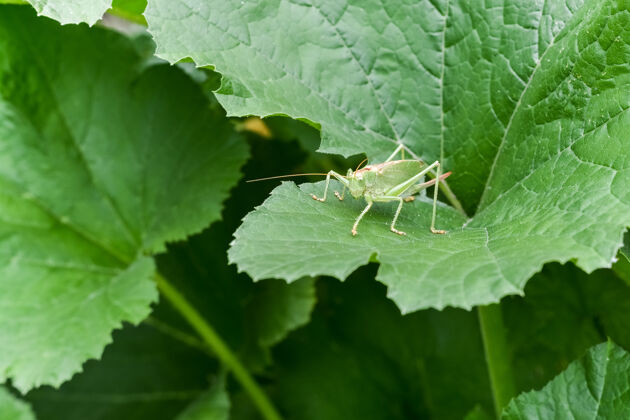 植物学一只绿色的蚱蜢坐在一棵野生植物的大叶边上跳跃草颜色